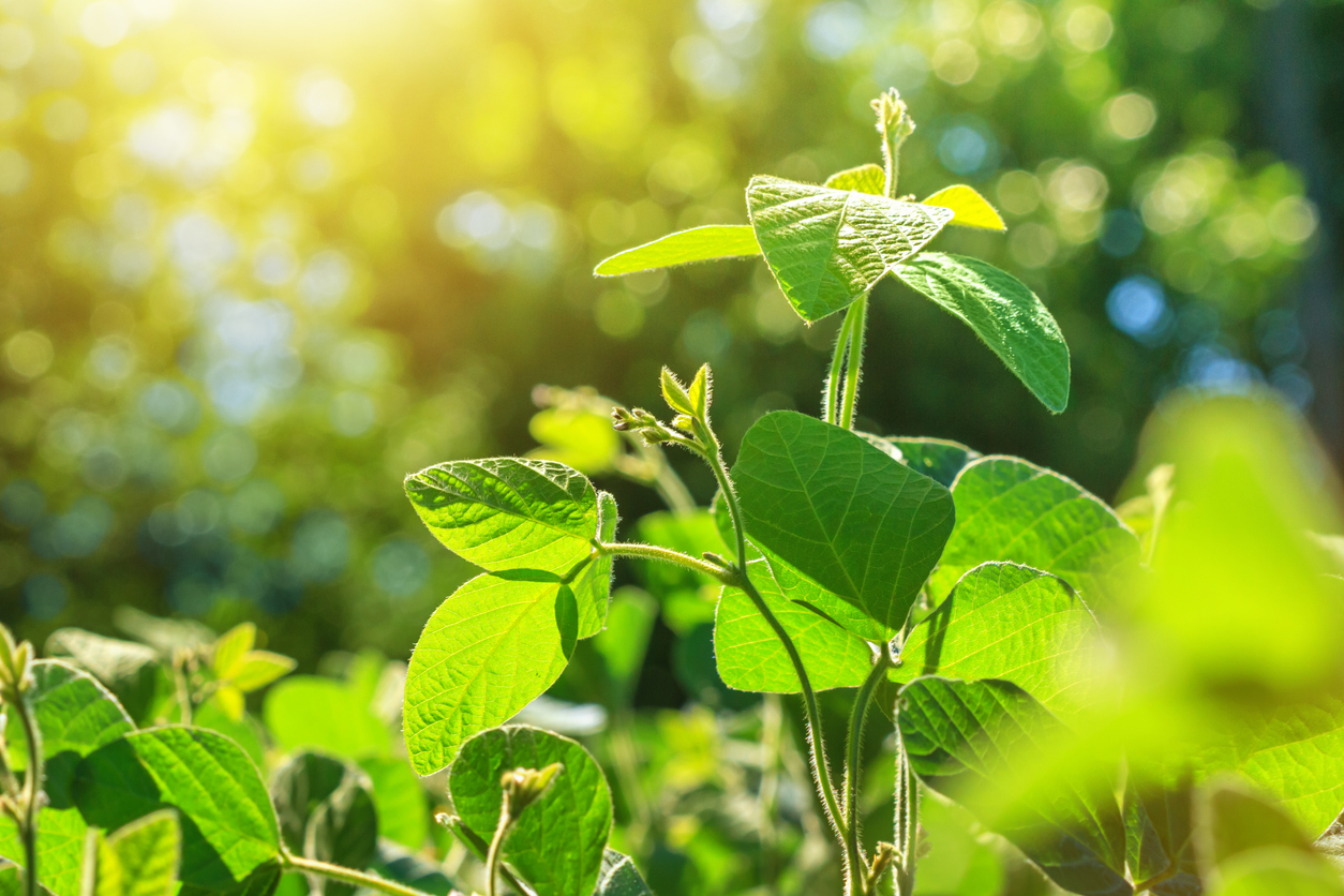 Longevity Medicine Green Plant